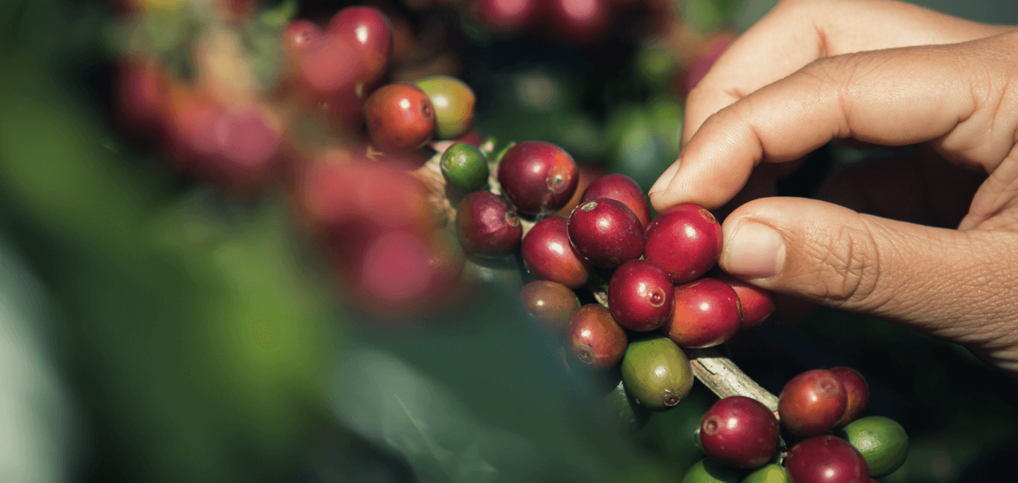 hand picking coffee